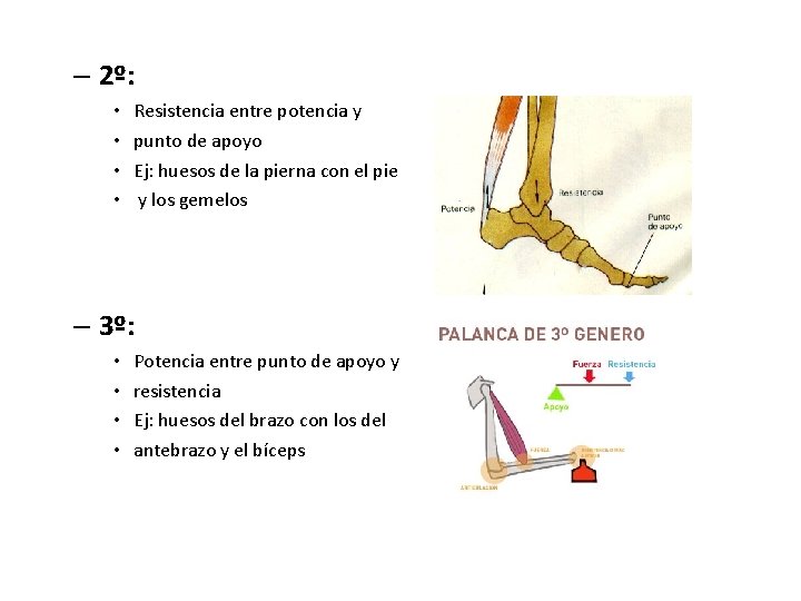 – 2º: • • Resistencia entre potencia y punto de apoyo Ej: huesos de