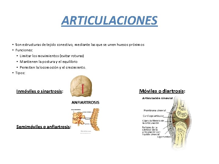 ARTICULACIONES • Son estructuras de tejido conectivo, mediante las que se unen huesos próximos