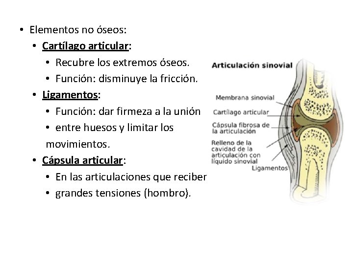  • Elementos no óseos: • Cartílago articular: • Recubre los extremos óseos. •