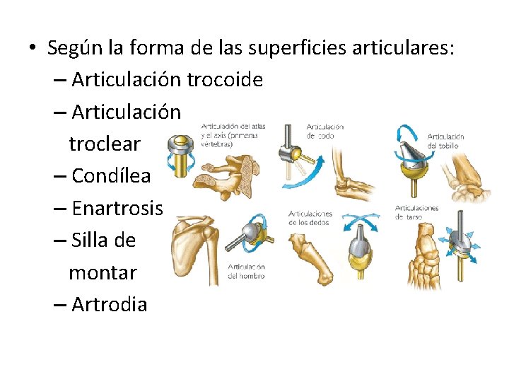  • Según la forma de las superficies articulares: – Articulación trocoide – Articulación