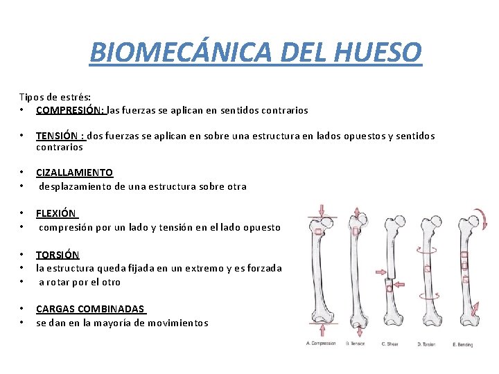 BIOMECÁNICA DEL HUESO Tipos de estrés: • COMPRESIÓN: las fuerzas se aplican en sentidos