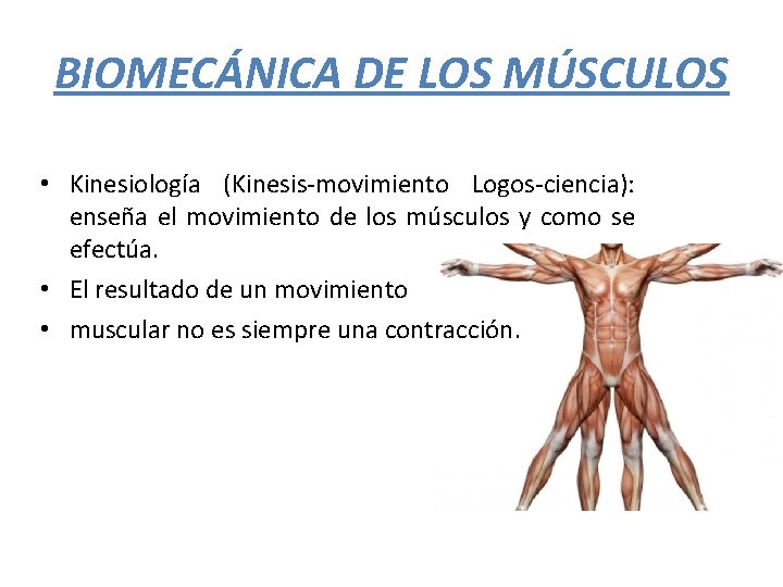 BIOMECÁNICA DE LOS MÚSCULOS • Kinesiología (Kinesis-movimiento Logos-ciencia): enseña el movimiento de los músculos