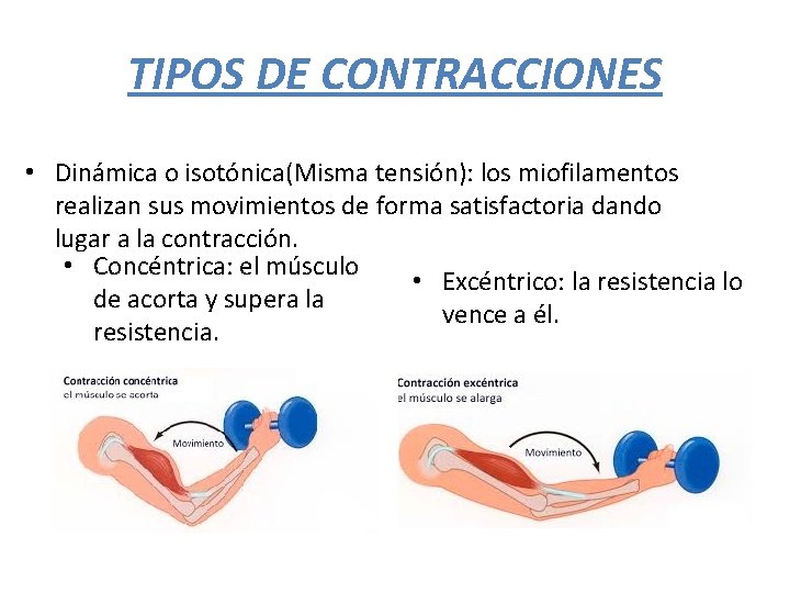 TIPOS DE CONTRACCIONES • Dinámica o isotónica(Misma tensión): los miofilamentos realizan sus movimientos de