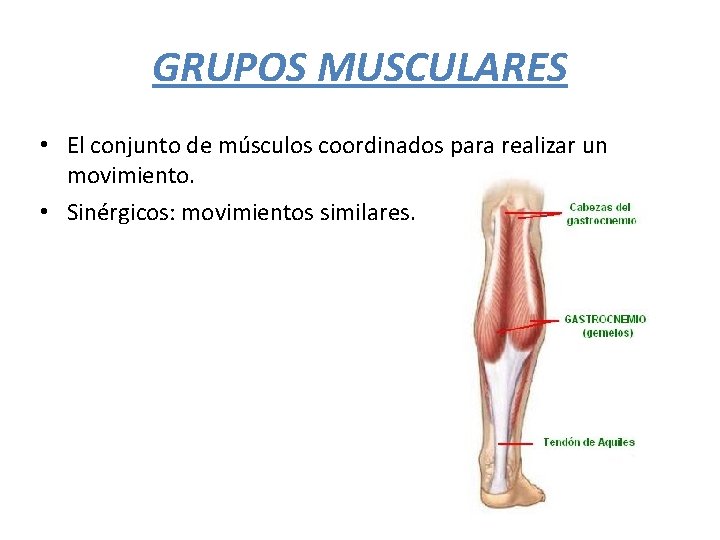 GRUPOS MUSCULARES • El conjunto de músculos coordinados para realizar un movimiento. • Sinérgicos: