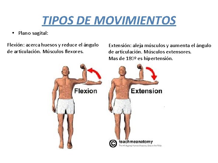 TIPOS DE MOVIMIENTOS • Plano sagital: Flexión: acerca huesos y reduce el ángulo de