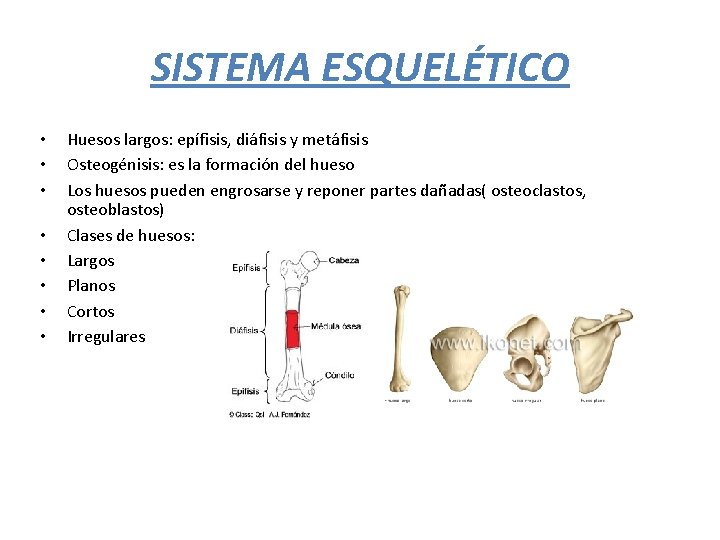 SISTEMA ESQUELÉTICO • • Huesos largos: epífisis, diáfisis y metáfisis Osteogénisis: es la formación
