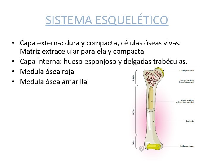 SISTEMA ESQUELÉTICO • Capa externa: dura y compacta, células óseas vivas. Matriz extracelular paralela