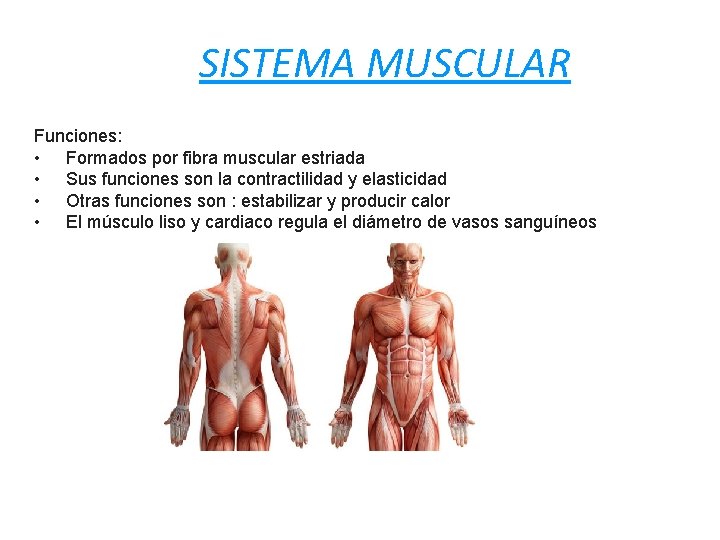 SISTEMA MUSCULAR Funciones: • Formados por fibra muscular estriada • Sus funciones son la