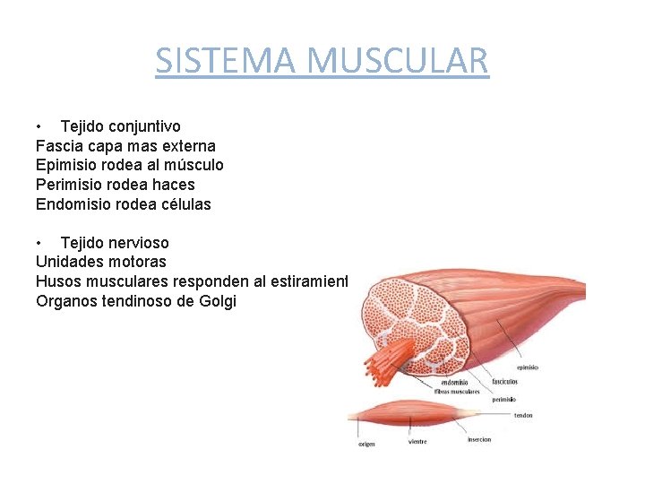 SISTEMA MUSCULAR • Tejido conjuntivo Fascia capa mas externa Epimisio rodea al músculo Perimisio