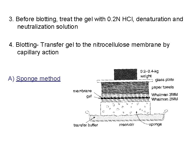 3. Before blotting, treat the gel with 0. 2 N HCl, denaturation and neutralization