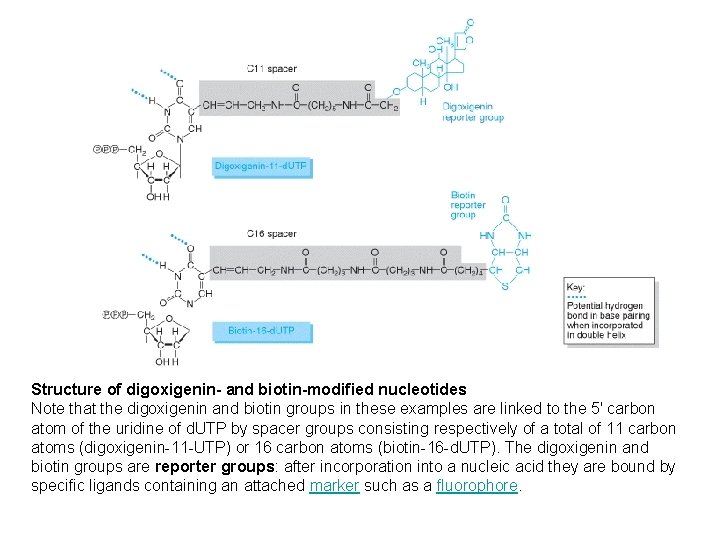 Structure of digoxigenin- and biotin-modified nucleotides Note that the digoxigenin and biotin groups in