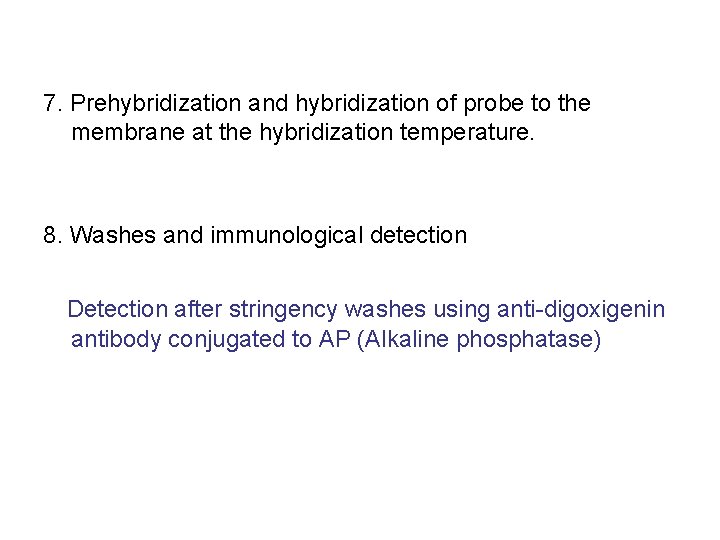 7. Prehybridization and hybridization of probe to the membrane at the hybridization temperature. 8.
