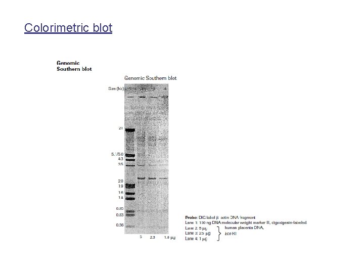 Colorimetric blot 