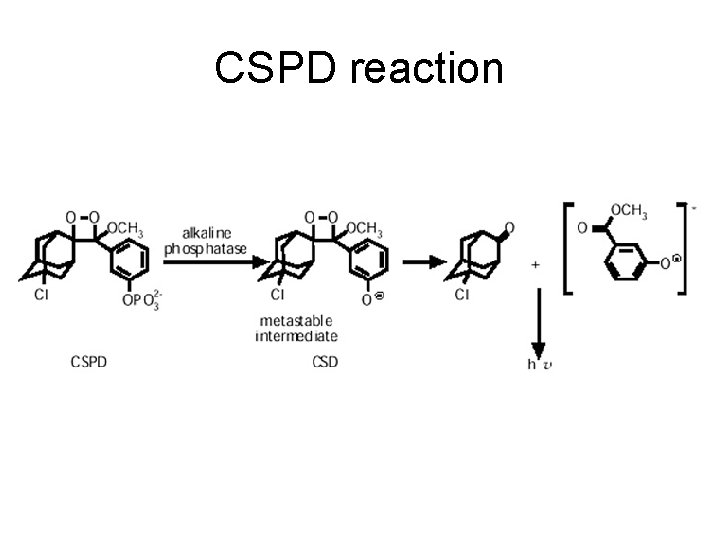 CSPD reaction 