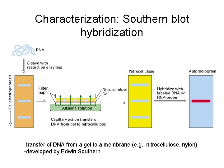 Characterization: Southern blot hybridization -transfer of DNA from a gel to a membrane (e.