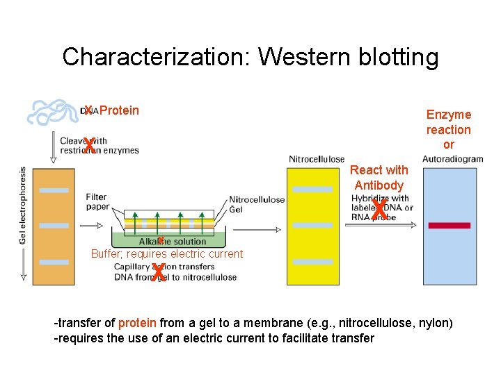 Characterization: Western blotting X Protein Enzyme reaction or X React with Antibody X x