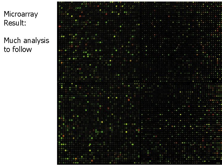 Microarray Result: Much analysis to follow 