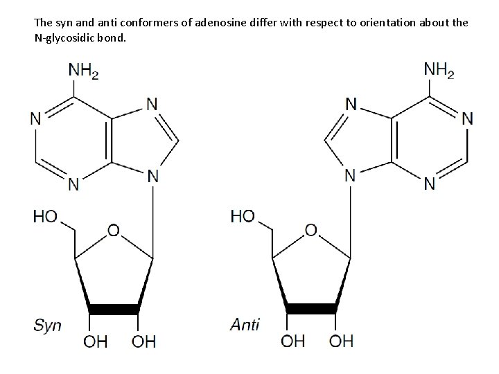 The syn and anti conformers of adenosine differ with respect to orientation about the