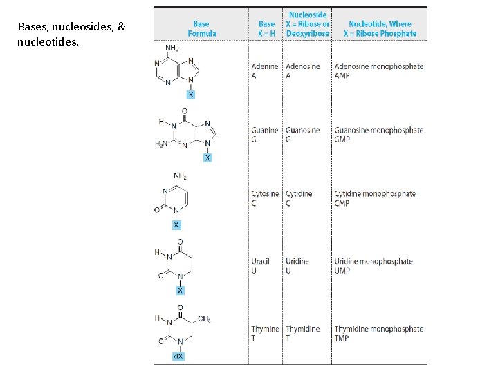 Bases, nucleosides, & nucleotides. 