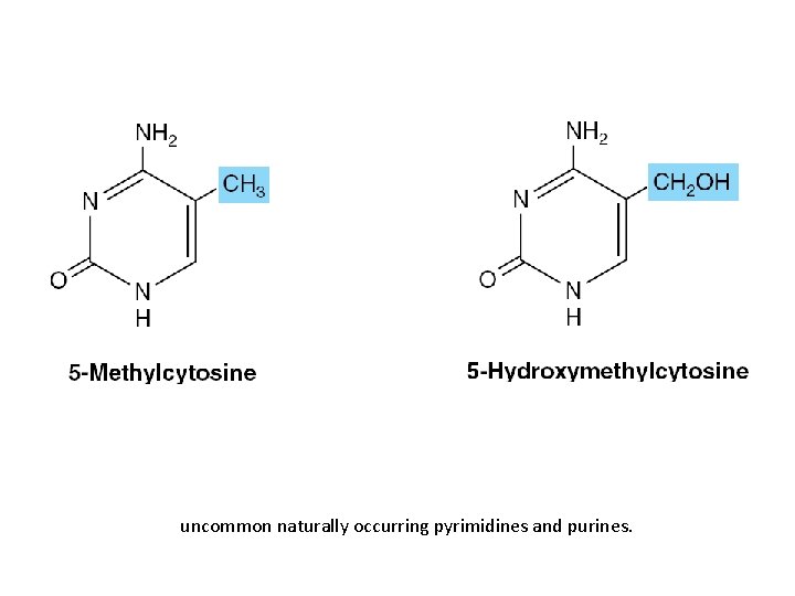 uncommon naturally occurring pyrimidines and purines. 