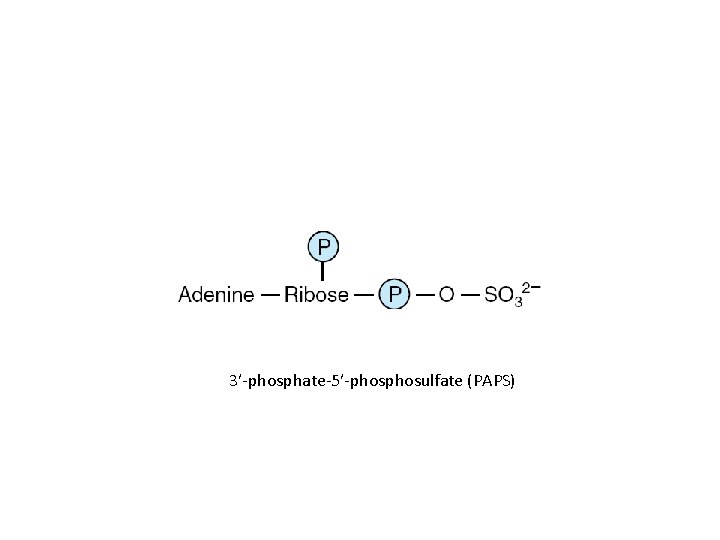 3′-phosphate-5′-phosulfate (PAPS) 