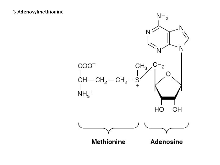 S-Adenosylmethionine 
