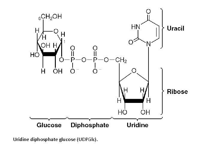 Uridine diphosphate glucose (UDPGlc). 