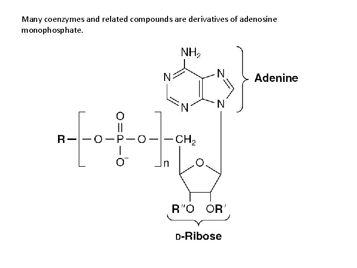 Many coenzymes and related compounds are derivatives of adenosine monophosphate. 