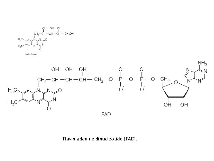 Flavin adenine dinucleotide (FAD). 