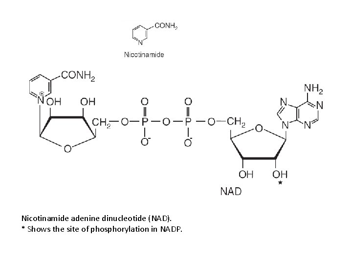 Nicotinamide adenine dinucleotide (NAD). * Shows the site of phosphorylation in NADP. 