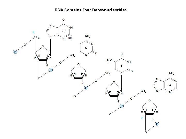 DNA Contains Four Deoxynucleotides 