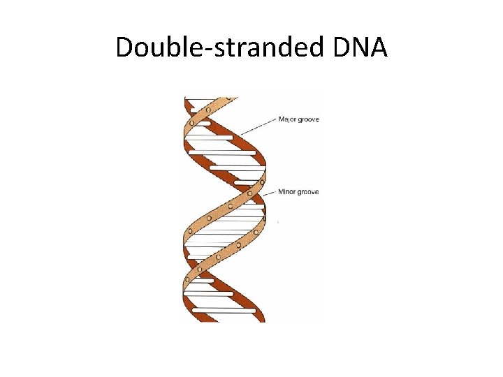 Double-stranded DNA 