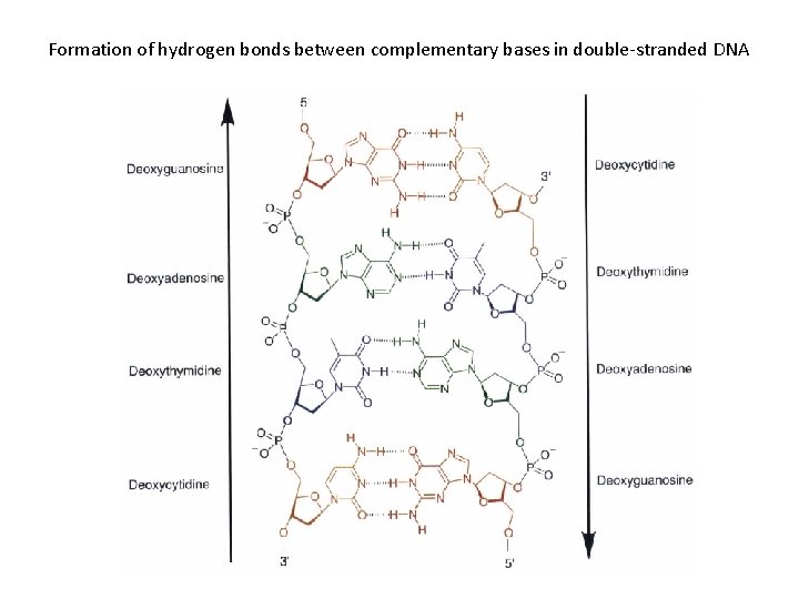 Formation of hydrogen bonds between complementary bases in double-stranded DNA 