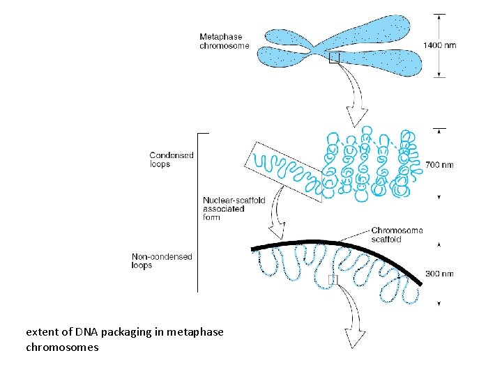 extent of DNA packaging in metaphase chromosomes 