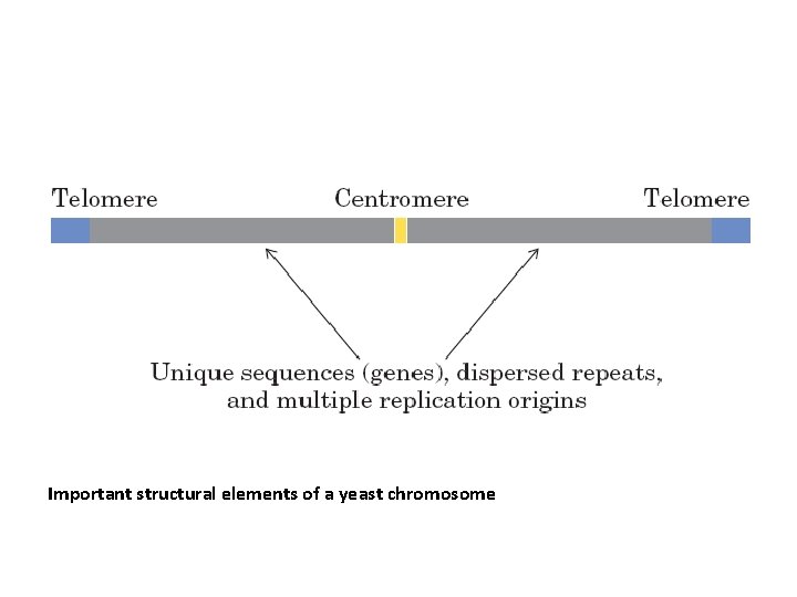 Important structural elements of a yeast chromosome 