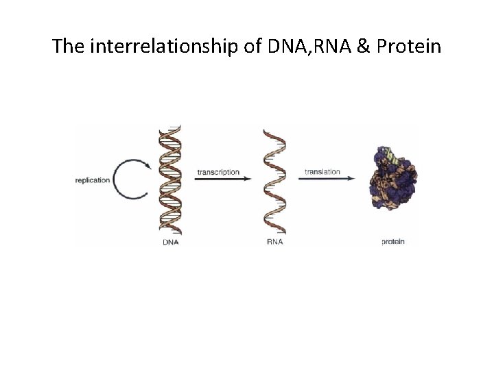 The interrelationship of DNA, RNA & Protein 