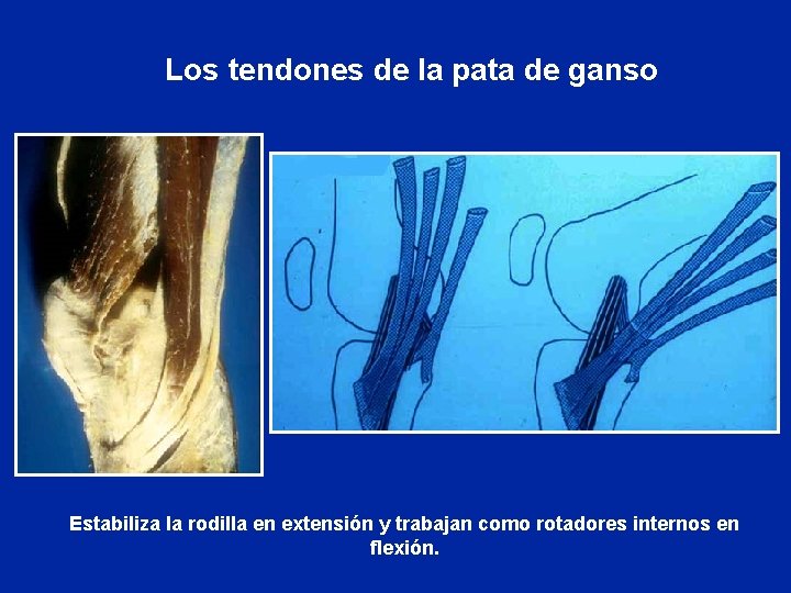 Los tendones de la pata de ganso Estabiliza la rodilla en extensión y trabajan