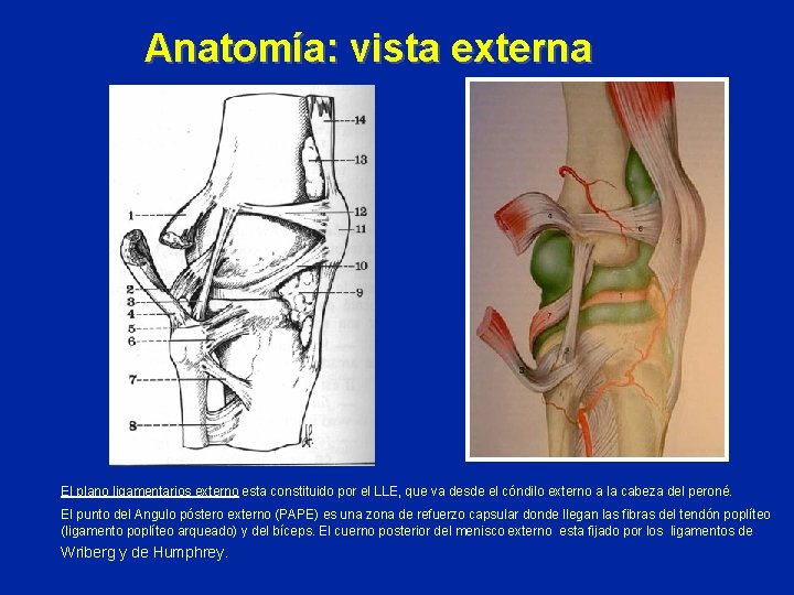 Anatomía: vista externa El plano ligamentarios externo esta constituido por el LLE, que va