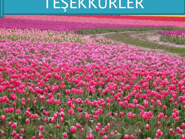 TEŞEKKÜRLER 