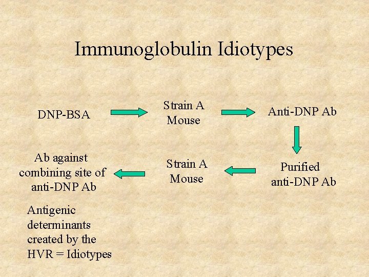 Immunoglobulin Idiotypes DNP-BSA Strain A Mouse Anti-DNP Ab Ab against combining site of anti-DNP