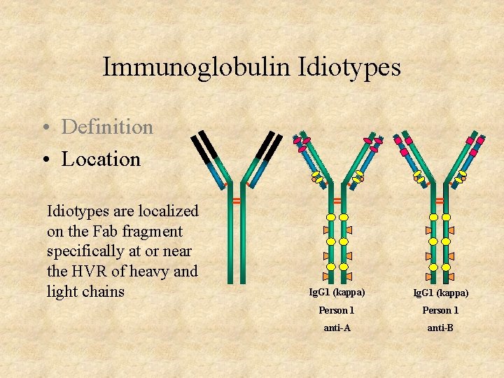 Immunoglobulin Idiotypes • Definition • Location Idiotypes are localized on the Fab fragment specifically Immunoglobulin Idiotypes • Definition • Location Idiotypes are localized on the Fab fragment specifically