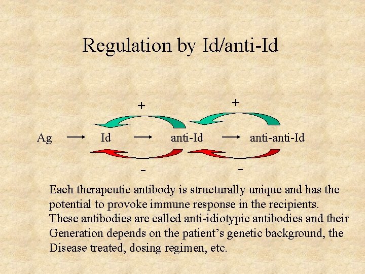 Regulation by Id/anti-Id + + Ag Id anti-Id - Each therapeutic antibody is structurally Regulation by Id/anti-Id + + Ag Id anti-Id - Each therapeutic antibody is structurally