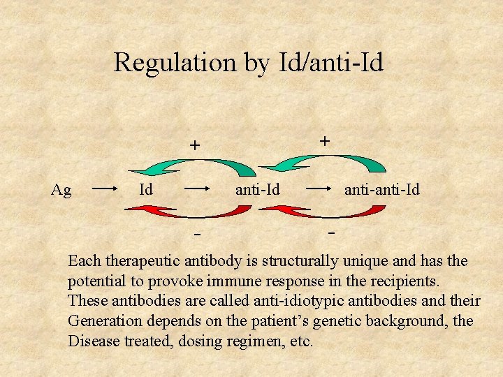 Regulation by Id/anti-Id + + Ag Id anti-Id - Each therapeutic antibody is structurally