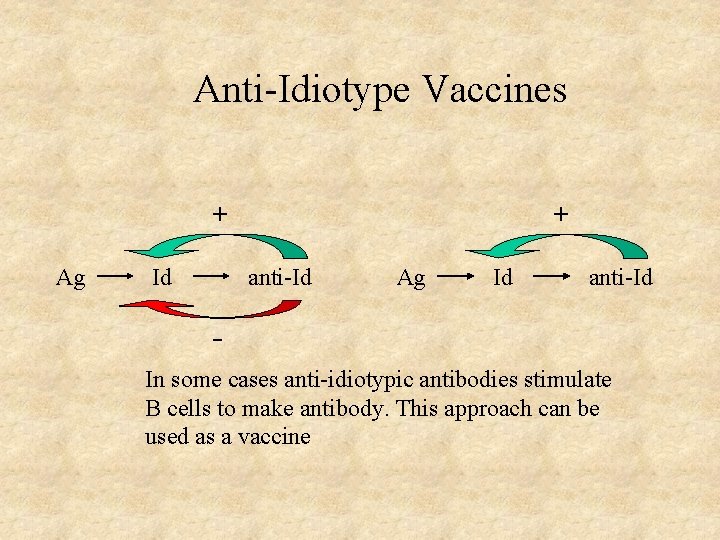 Anti-Idiotype Vaccines + + Ag Id anti-Id In some cases anti-idiotypic antibodies stimulate B