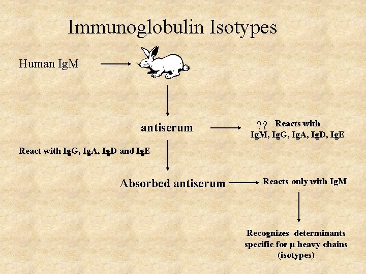 Immunoglobulin Isotypes Human Ig. M antiserum Reacts with Ig. M, Ig. G, Ig. A, Immunoglobulin Isotypes Human Ig. M antiserum Reacts with Ig. M, Ig. G, Ig. A,
