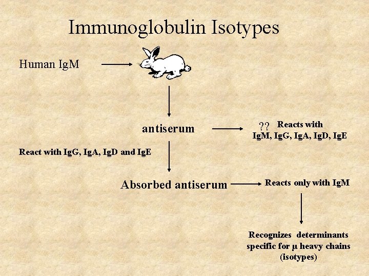 Immunoglobulin Isotypes Human Ig. M antiserum Reacts with Ig. M, Ig. G, Ig. A,