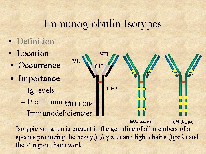 Immunoglobulin Isotypes • • Definition Location Occurrence Importance VH VL – Ig levels –