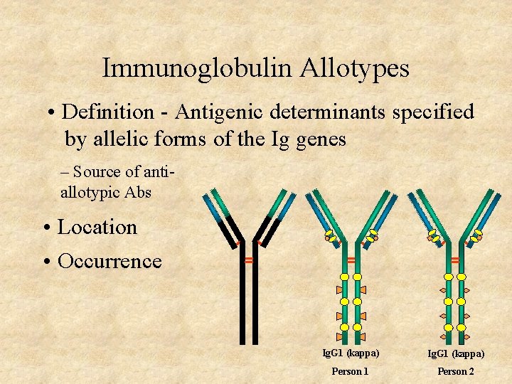 Immunoglobulin Allotypes • Definition - Antigenic determinants specified by allelic forms of the Ig Immunoglobulin Allotypes • Definition - Antigenic determinants specified by allelic forms of the Ig