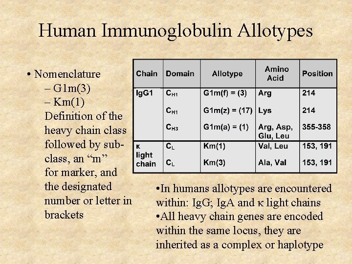 Human Immunoglobulin Allotypes • Nomenclature – G 1 m(3) – Km(1) Definition of the