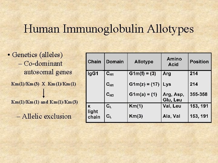 Human Immunoglobulin Allotypes • Genetics (alleles) – Co-dominant autosomal genes Km(1)/Km(3) X Km(1)/Km(1) and